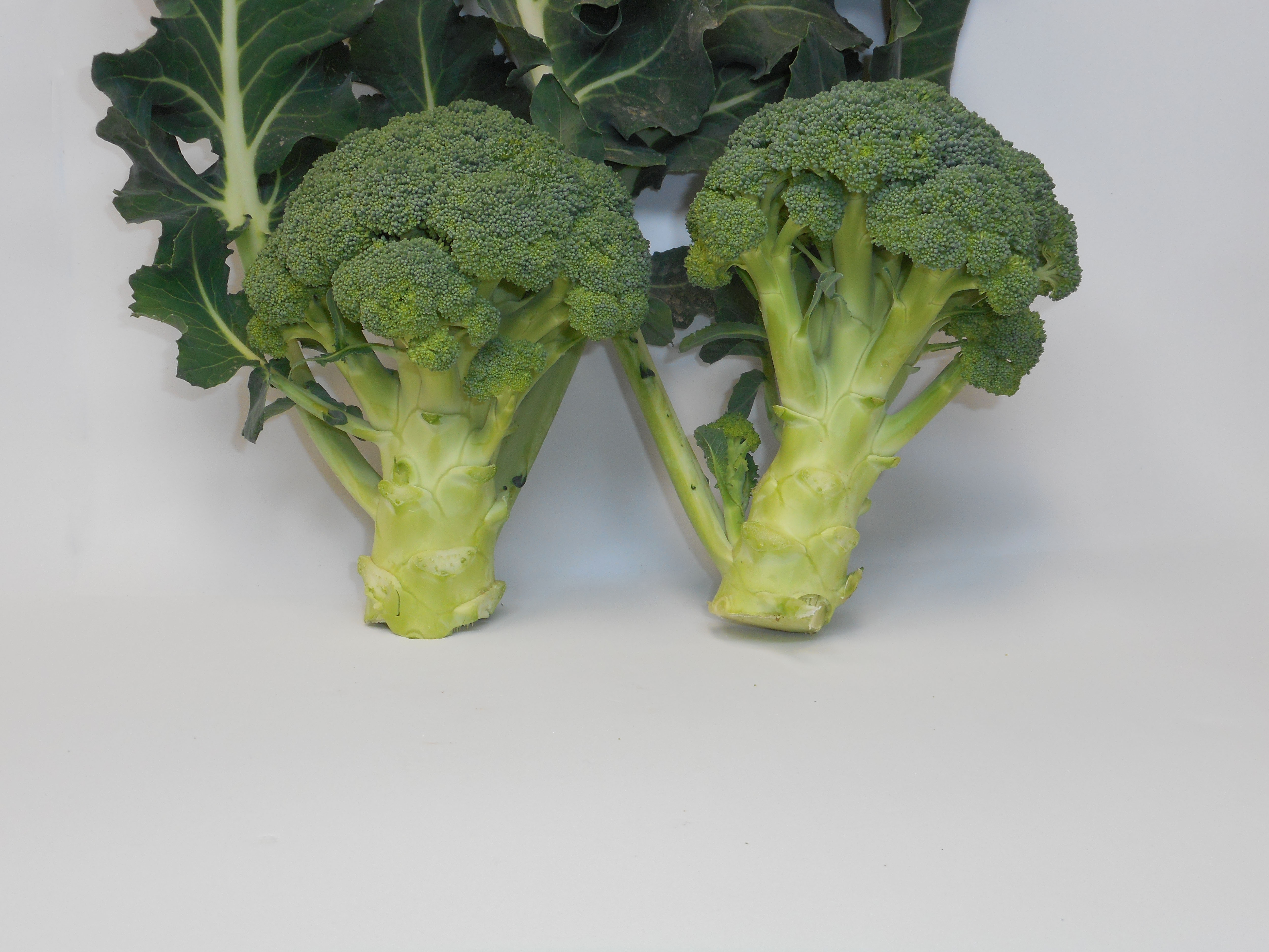 Brócoli 90