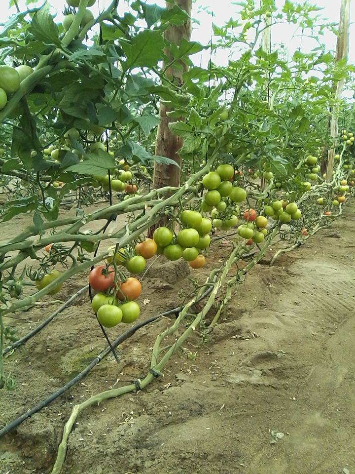 Tomate MS-T003